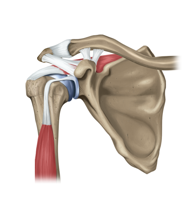 Тендопатия плечевого сустава мышцы. Тендинит ротаторной манжеты плечевого сустава. Ротаторная манжета плечевого сустава анатомия. Мышцы ротаторной манжеты плечевого сустава. Ротаторная манжета плечевого сустава повреждение.