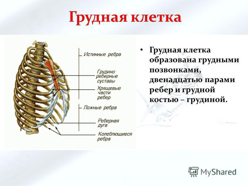 Где находится грудина фото. Строение грудной клетки спереди. Скелет грудной клетки человека вид спереди. Строение грудной клетки сзади. Грудная клетка 12 пар ребер,Грудина,12 грудных позвонков.