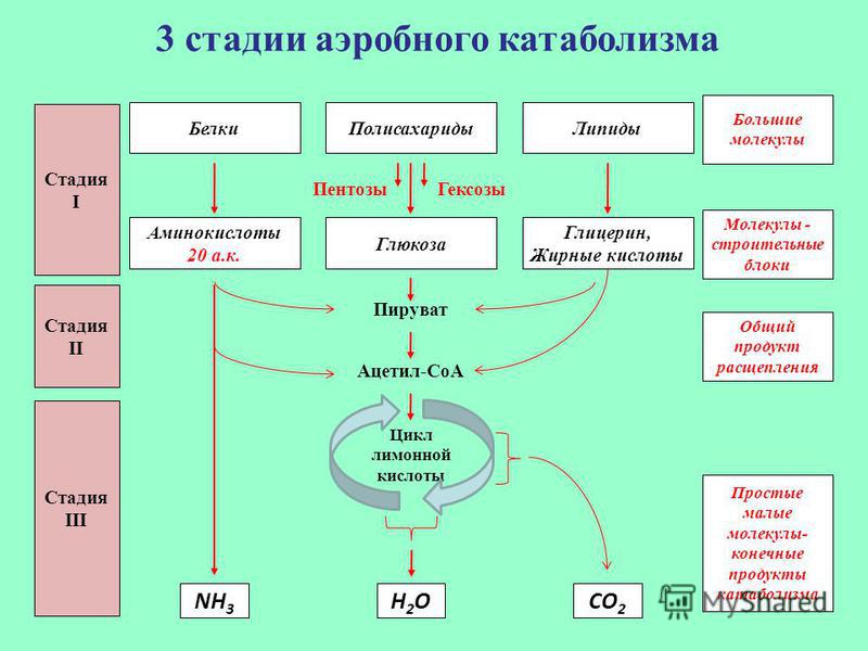 Катаболизм энергетических субстратов общая схема