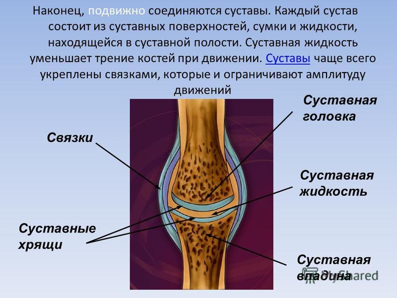 В каком колене какая жидкость. Сустав строение суставная жидкость. Суставная головка суставная жидкость. Строение синовиального сустава. Суставная сумка состоит из.