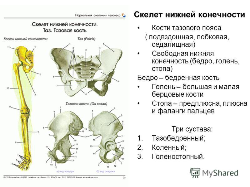 Скелет человека фото с описанием костей таза