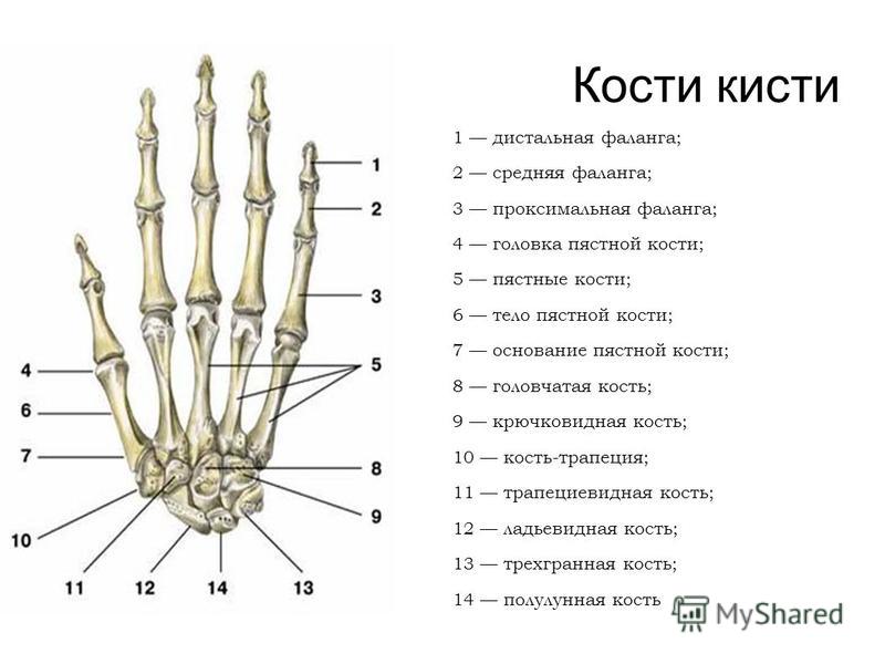 Фаланги пальца тип соединения. Строение пястной кости кисти. Строение пястных костей кисти. Пястная кость кисти строение. Проксимальная фаланга кисти.