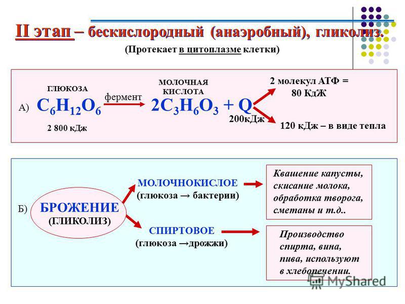 Аэробное дыхание схема