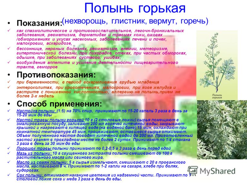 Противопоказания полыни травы. Лекарственные растения Полынь. Чем полезна Полынь. Чем полезна Полынь трава для организма человека. Полынь чем полезна для организма.