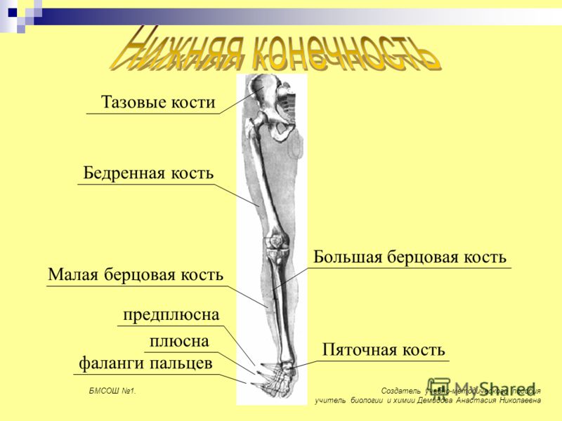 Малая берцовая кость где находится фото