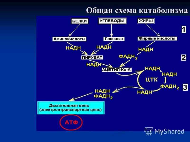 Схема общий путь катаболизма