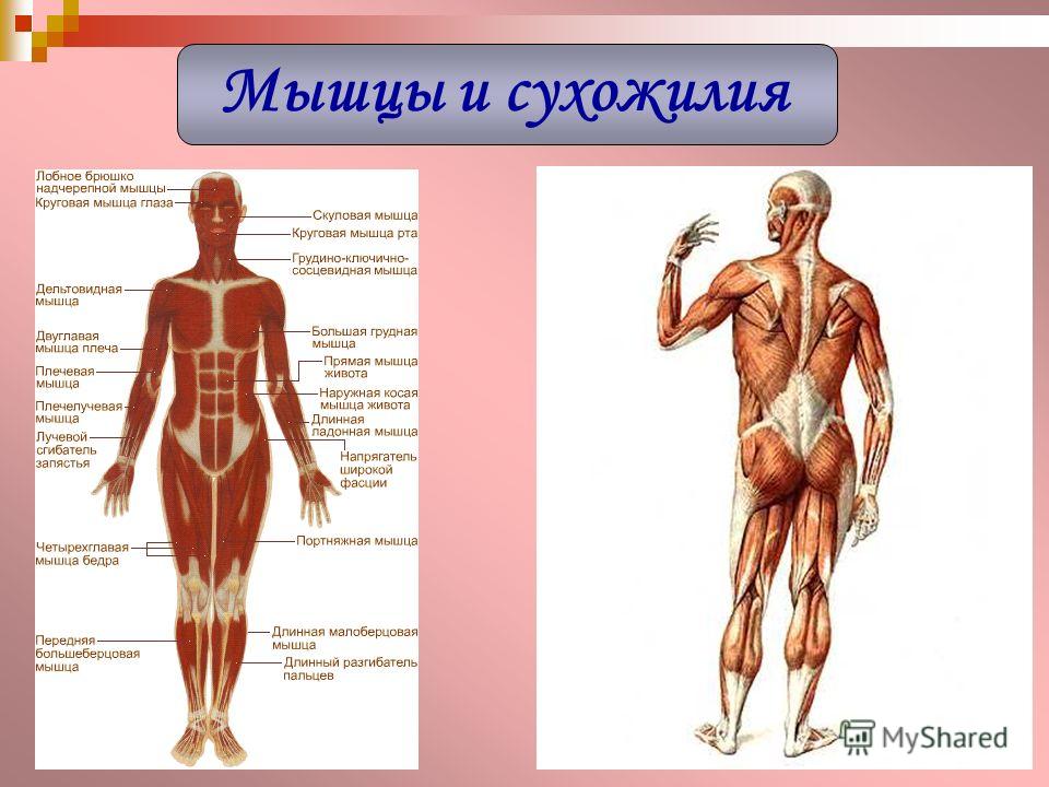 Схема сухожилий человека