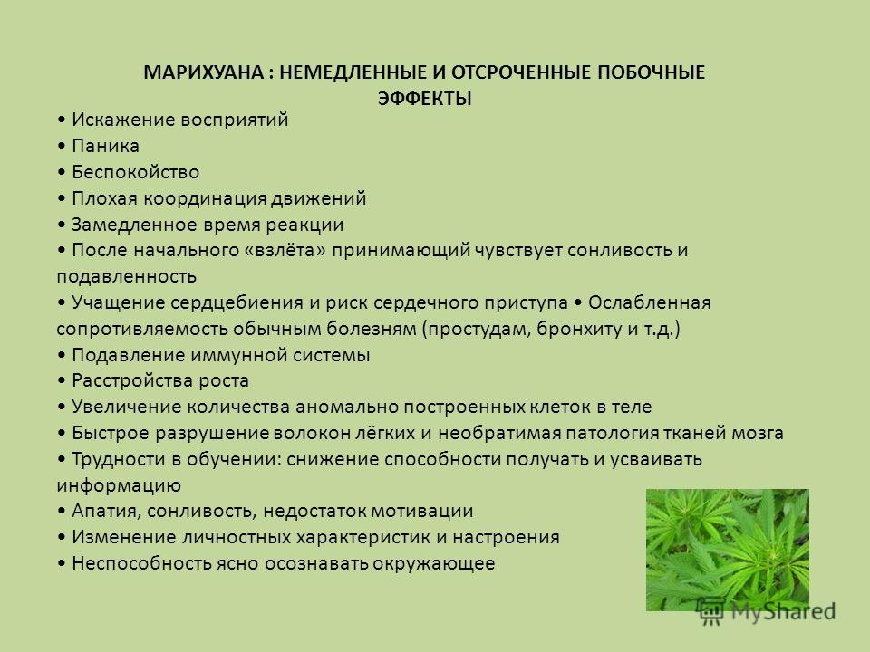 Как бросить употребление марихуаны в россии легализуют коноплю