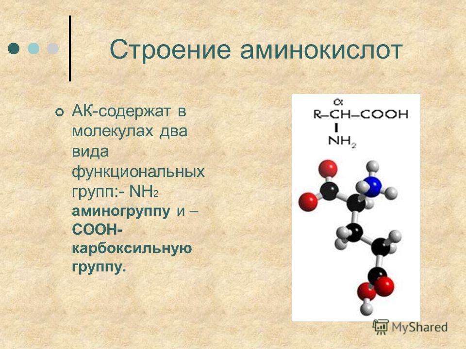 Аминокислоты белка виды