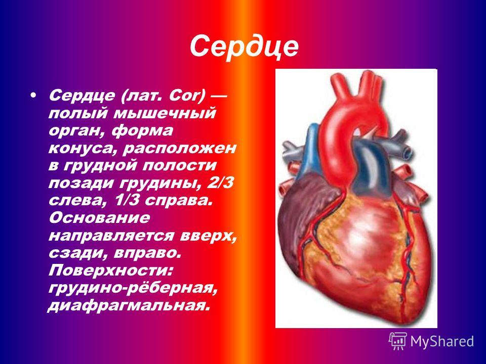 Сердце сочинение. Сердце для презентации. Рассказ о сердце человека. Сообщение на тему сердце.