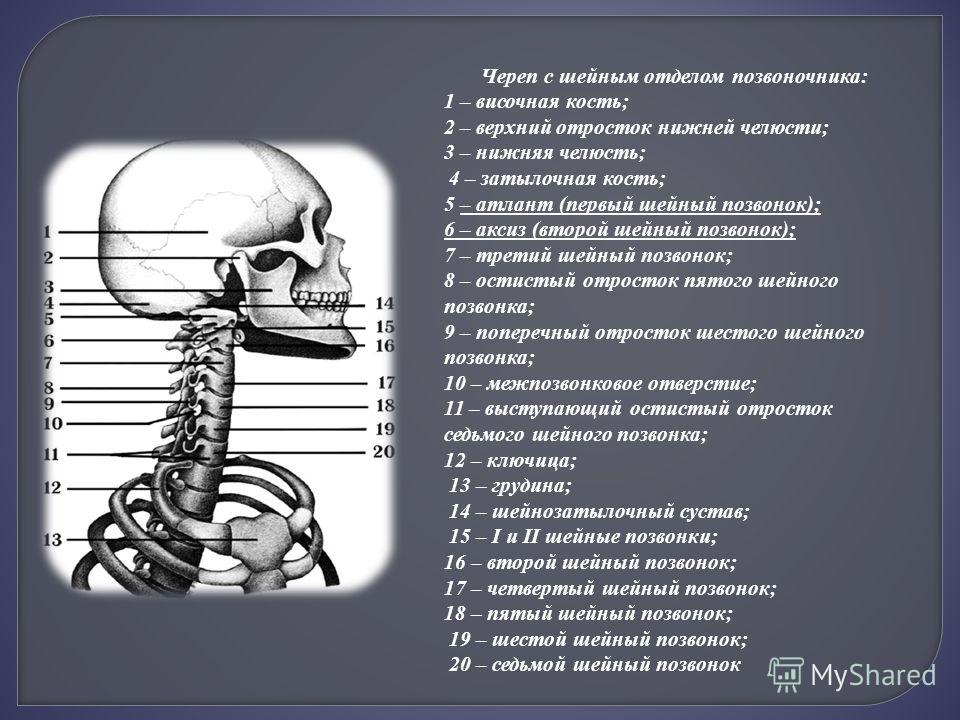Где находится 6 и 7 шейный позвонок у человека фото