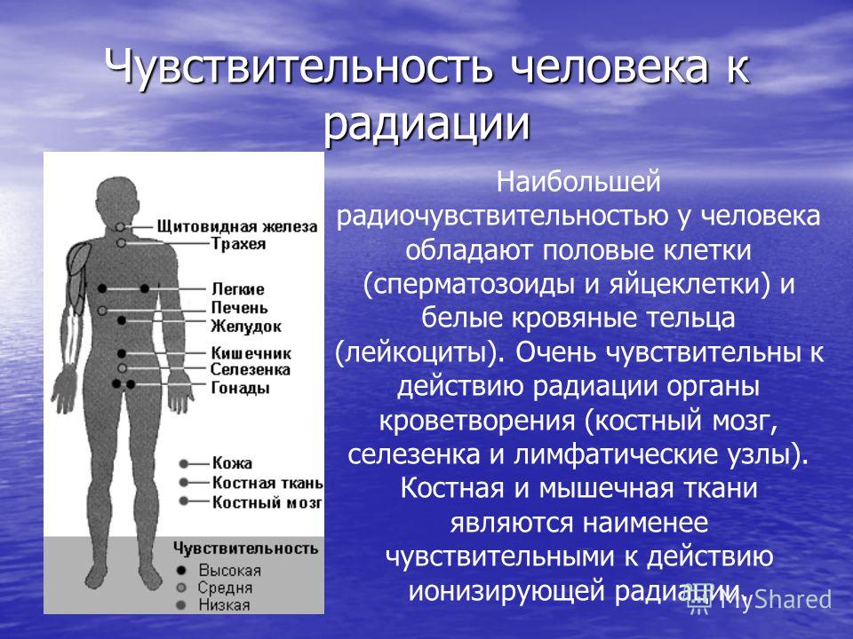 Орган воздействие на человека. Ткани чувствительные к радиации. Чувствительность органов к радиации. Наиболее чувствительны к облучению. Наиболее чувствительная к облучению ткань.