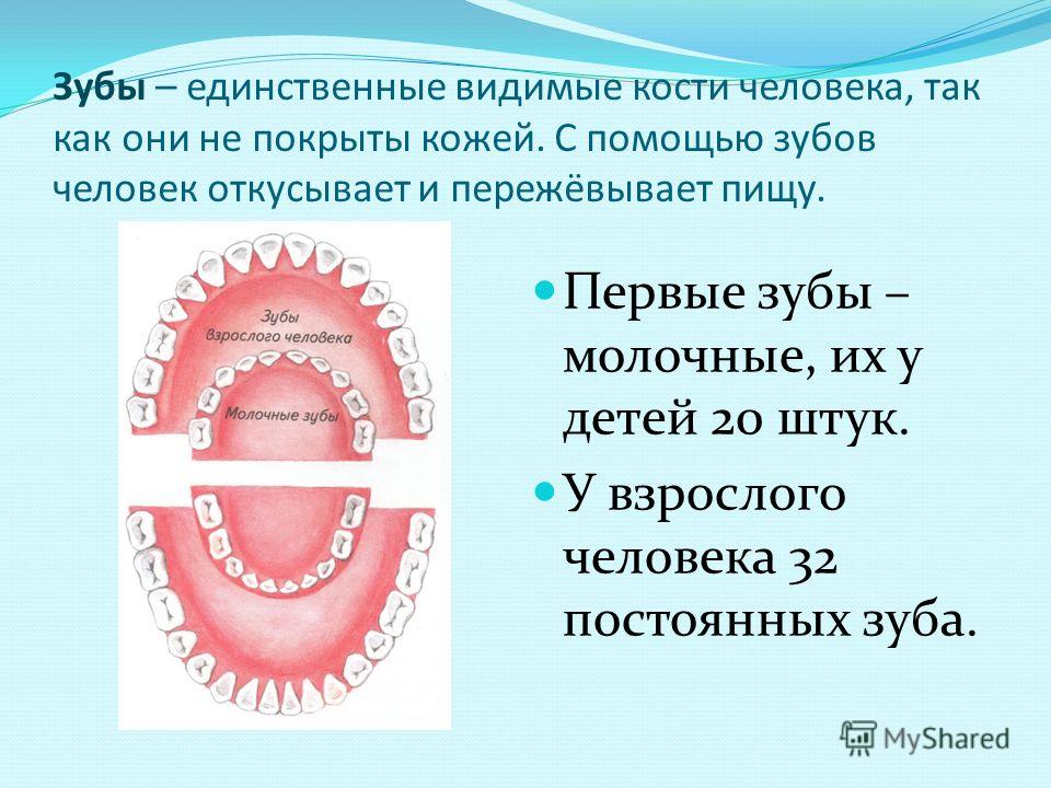 Зубы человека презентация 3 класс - 81 фото