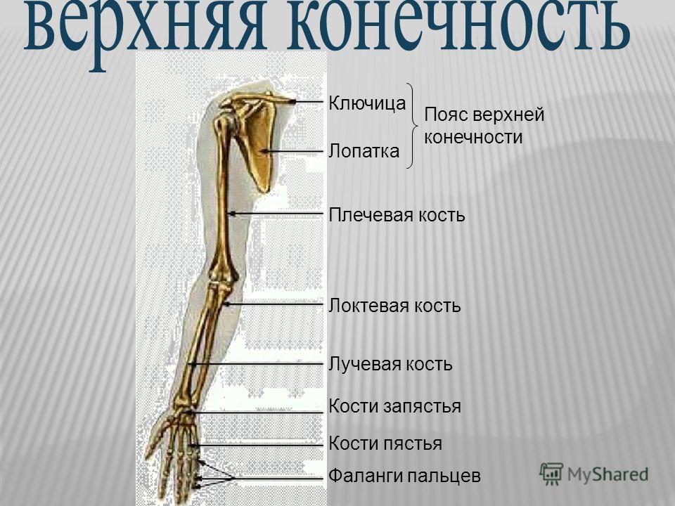 Кости образующие конечности