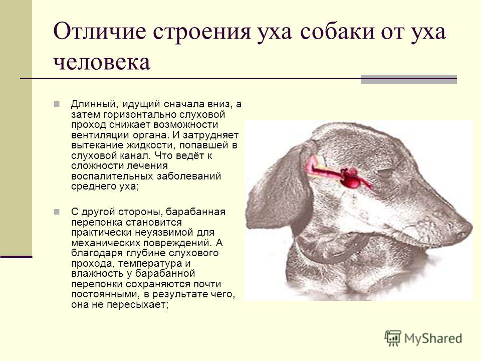 Строение уха собаки с описанием и фото схема