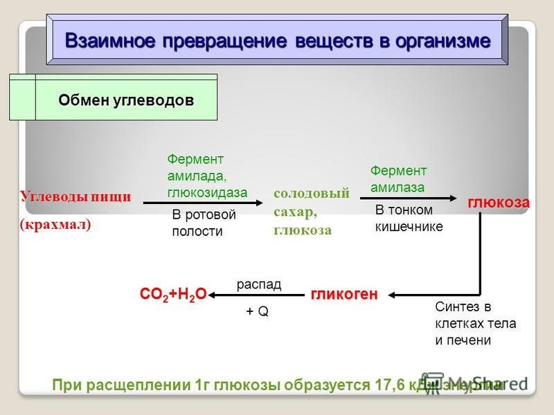 Реакции обмена углеводов. Схема превращения углеводов в организме человека. Схема метаболизма углеводов. Этапы углеводного обмена в организме. Углеводы превращение вещества в организме.