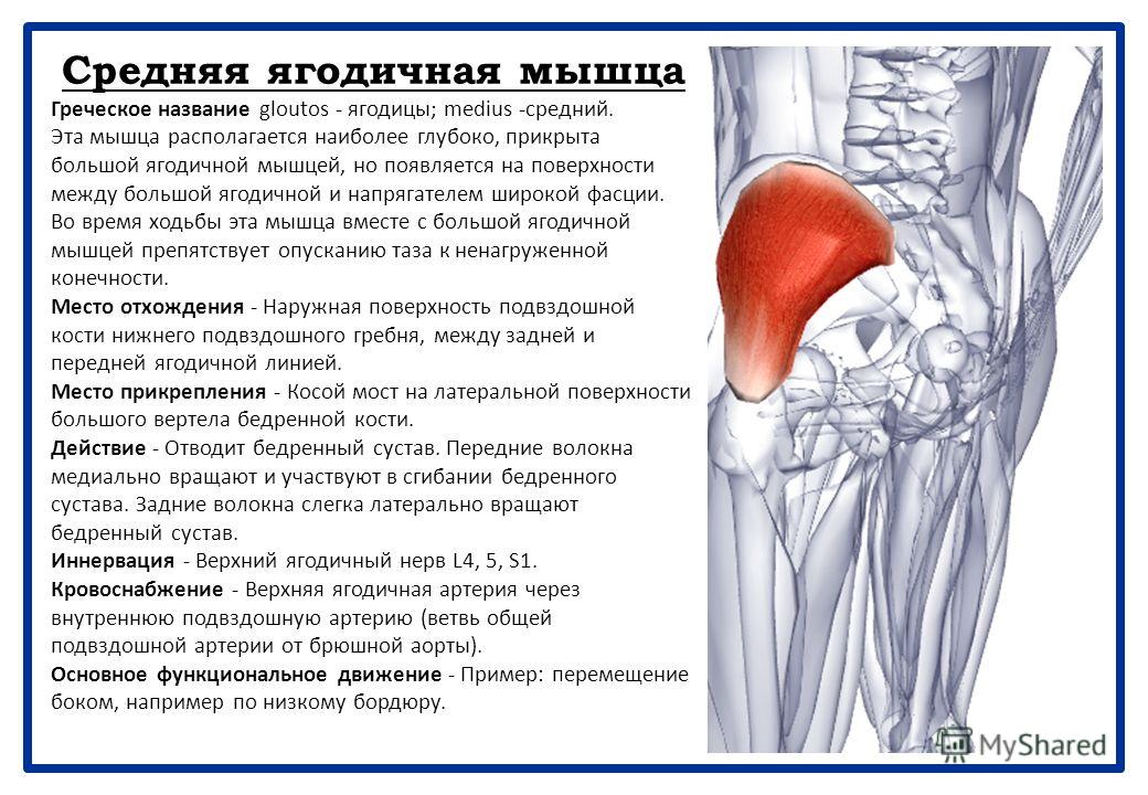 Средняя ягодичная мышца фото