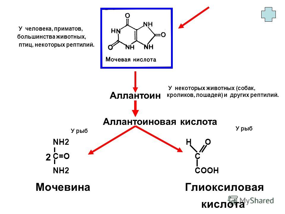 Мочевина кислота