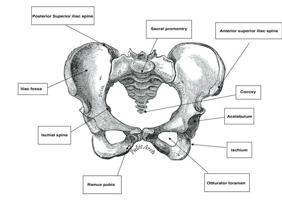 Схема таза женщины
