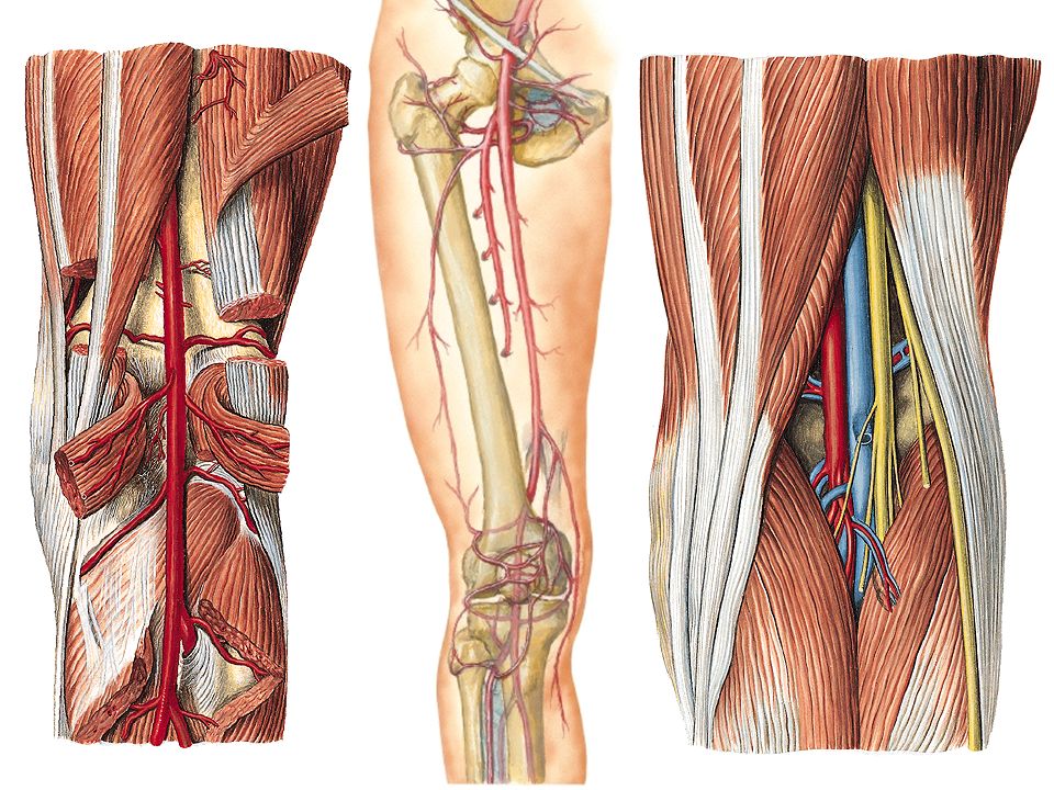 Операция шунтирование нижних. Артерии подколенной ямки. Подколенная Вена анатомия ветви. Коллатеральное кровообращение коленного сустава. Подколенная артерия и Вена.