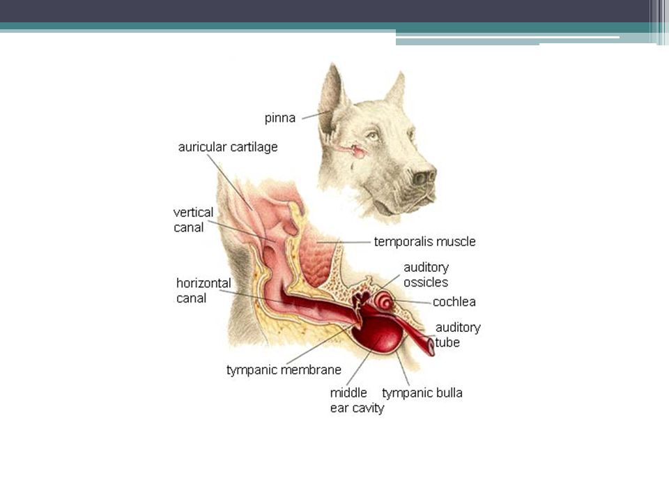 Строение уха собаки схема
