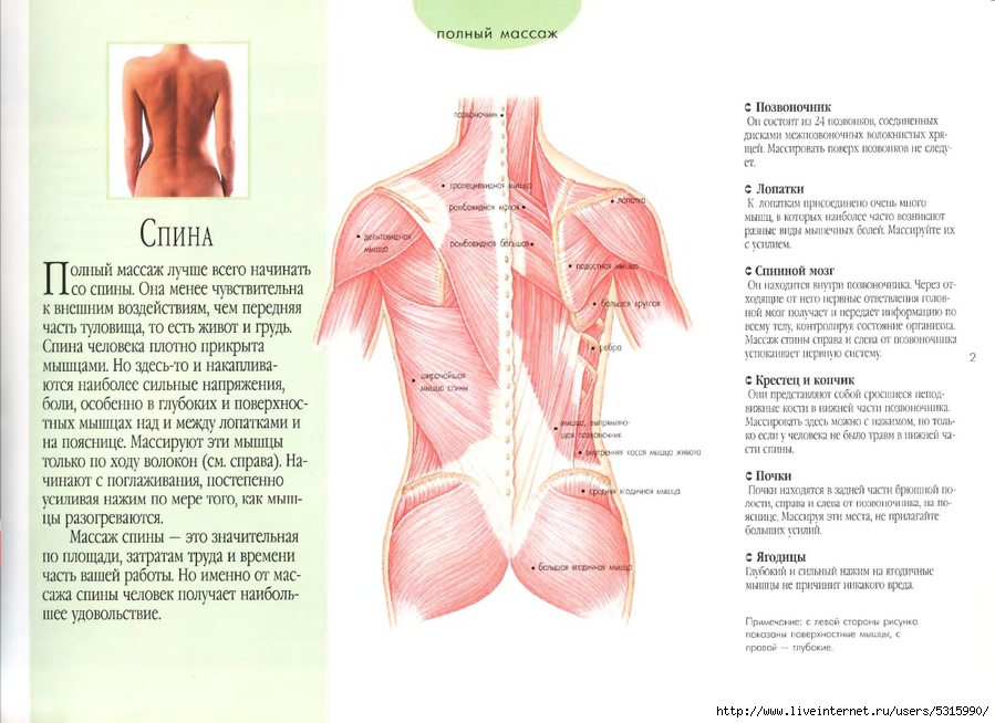 Анатомия для массажиста в картинках