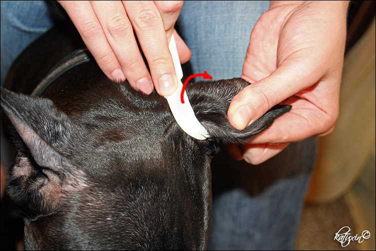 Как правильно выщипать волосы в ушах у собаки