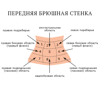 Где передняя брюшная стенка