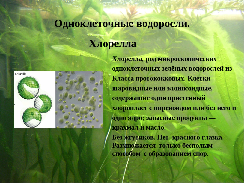 Зеленые водоросли форма. Хлорелла одноклеточная. Таллом хлореллы. Хлорелла водоросль. Хлорелла и ламинария.