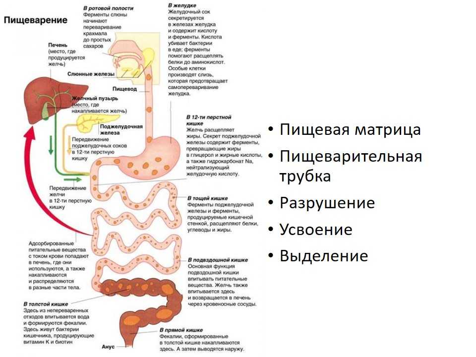 Схема процесса пищеварения человека по порядку. Схема процесса переваривания пищи в кишечнике. Схема как происходит процесс пищеварения у человека. Процессы пищеварения в отделах желудочно-кишечного тракта.