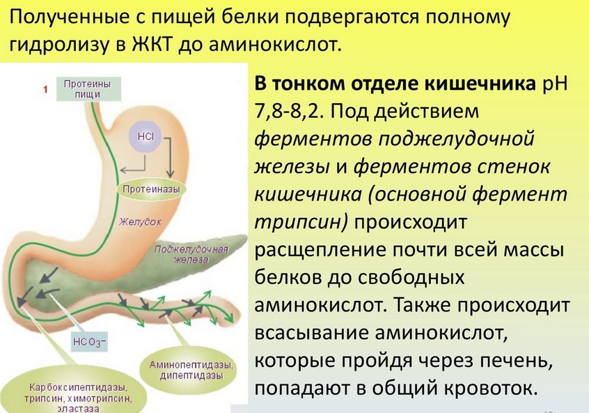 Какой процесс происходит в органе изображенном на рисунке печень ферментативное расщепление крахмала