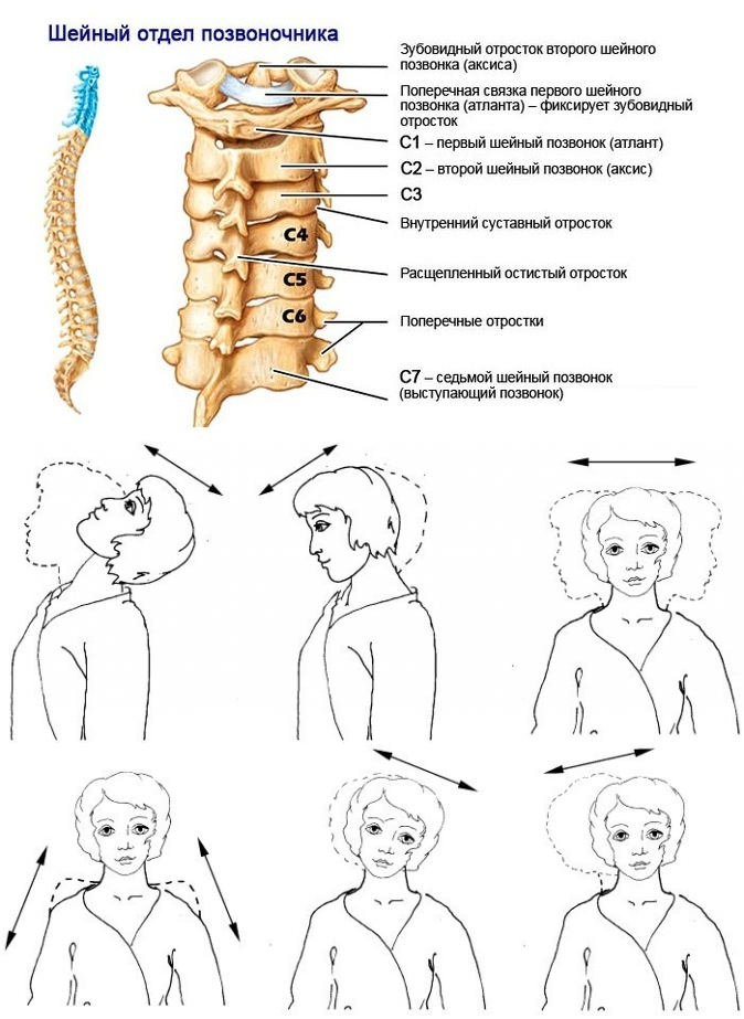Анатомия шейного отдела позвоночника в картинках