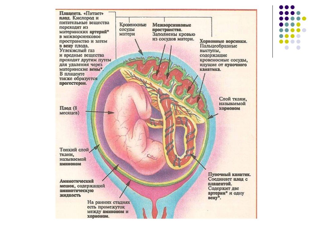 Плод человека получает кислород через. Строение плаценты и плодных оболочек. Матка сосуды плода плацента амнион зародыш. Зародышевые оболочки амнион и хорион. Строение эмбриона в плаценте.