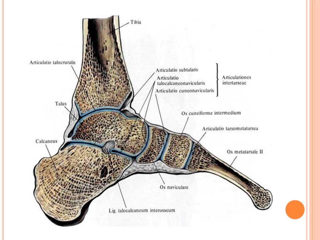Колена стоп. Таранно пяточный ладьевилный сустав. Таранно-пяточно-ладьевидный сустав. Таранно-пяточно-ладьевидный сустав анатомия. Таранная кость голеностопного сустава.