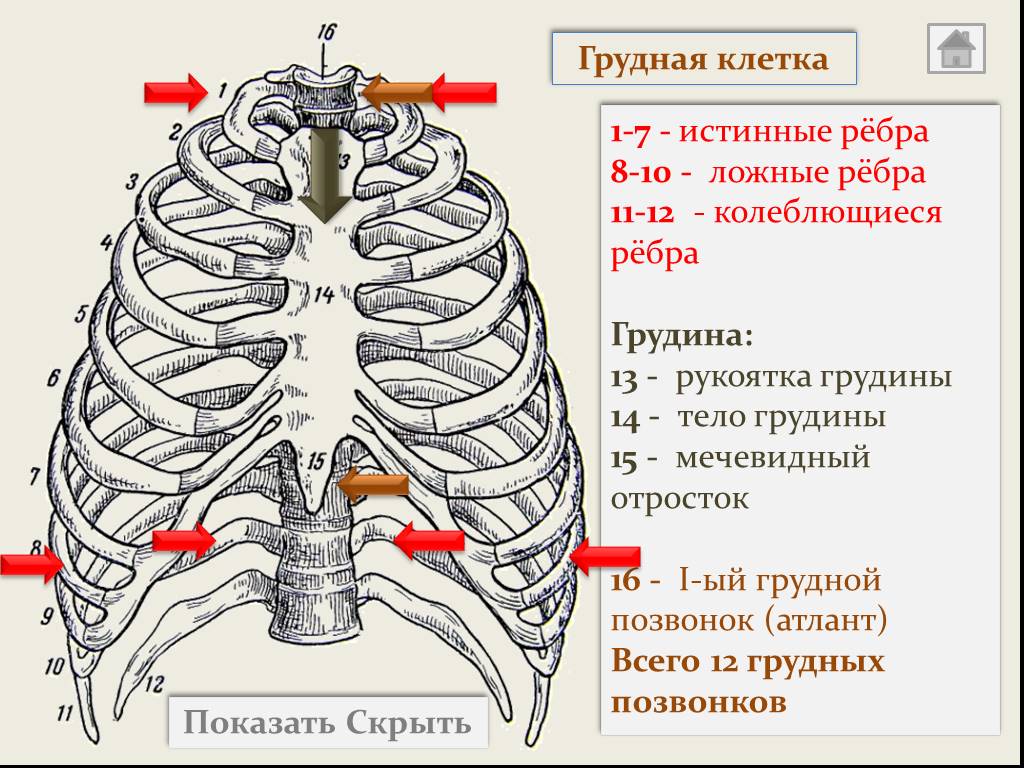 Где находится 8. Ребра истинные ложные колеблющиеся. Грудная клетка истинные ложные колеблющиеся. Строение грудной клетки истинные ложные ребра. Рёбра человека строение нумерация.