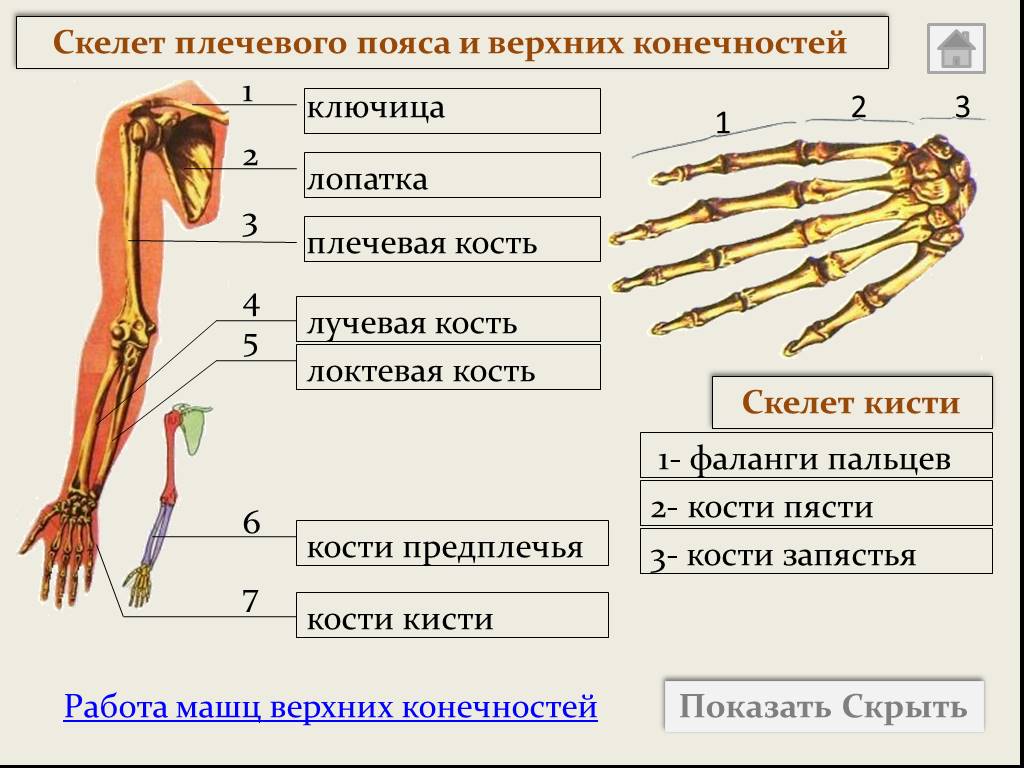 5 кость пояса верхних конечностей. Скелет плечевого пояса и свободной верхней конечности. Скелет свободной верхней конечности анатомия. Строение пояса верхних конечностей анатомия. Скелет пояса верхних конечностей (плечевого пояса).