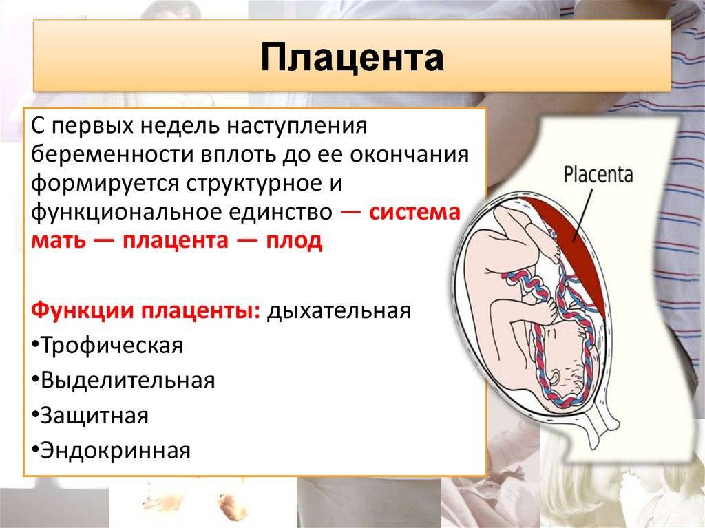 Околоплодные воды презентация