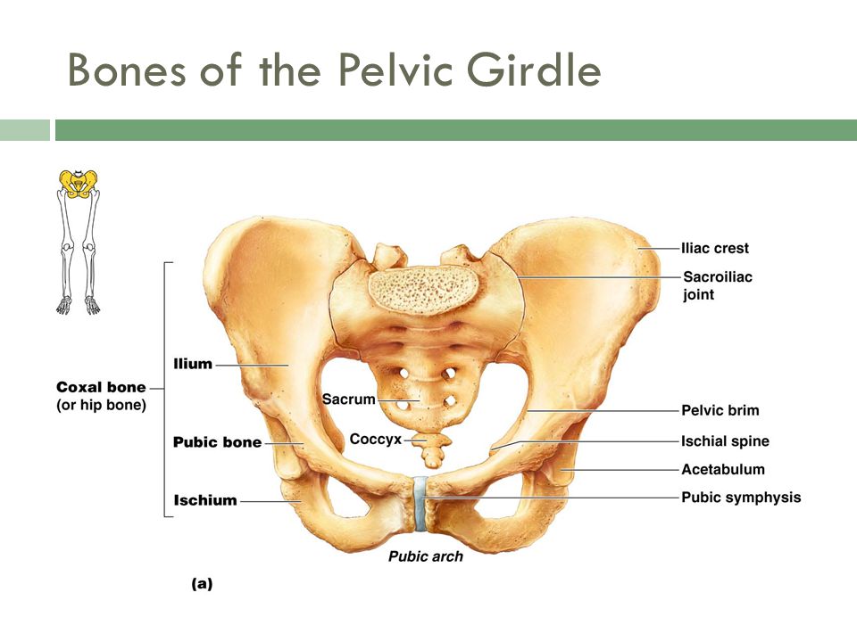 Скелет человека фото с описанием костей таза
