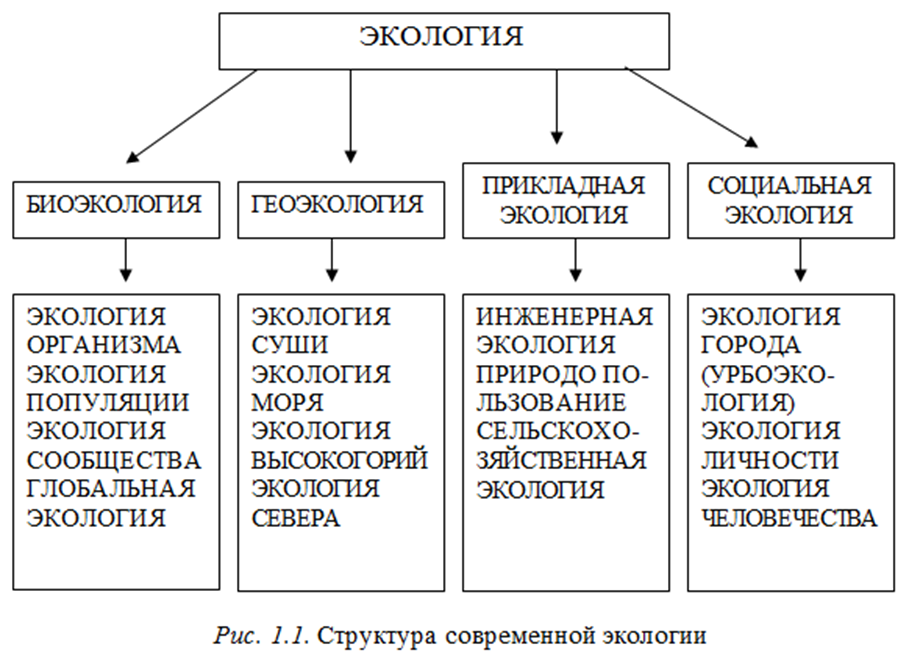 Начертите схему структуры современных экологических знаний