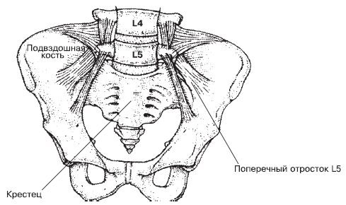 Где находится подвздошная кость у человека фото