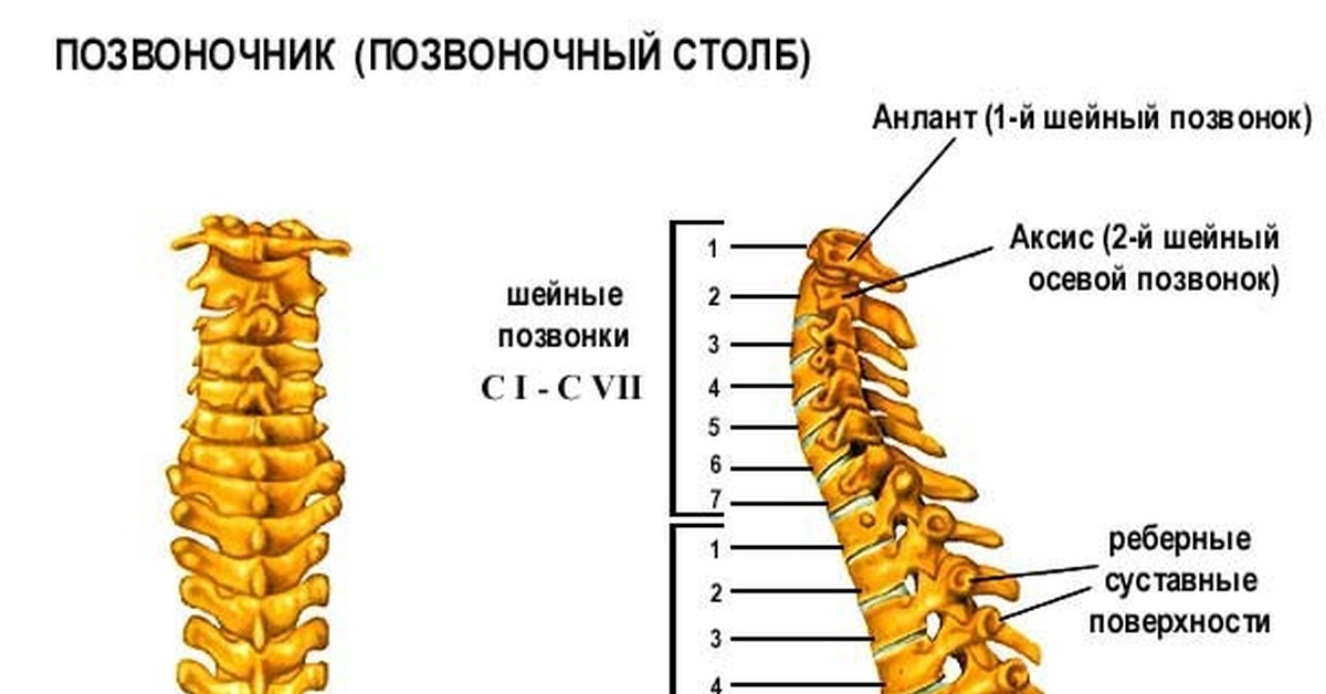 Рисунок шейного отдела позвоночника