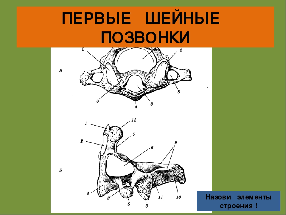 Первый шейный позвонок рисунок