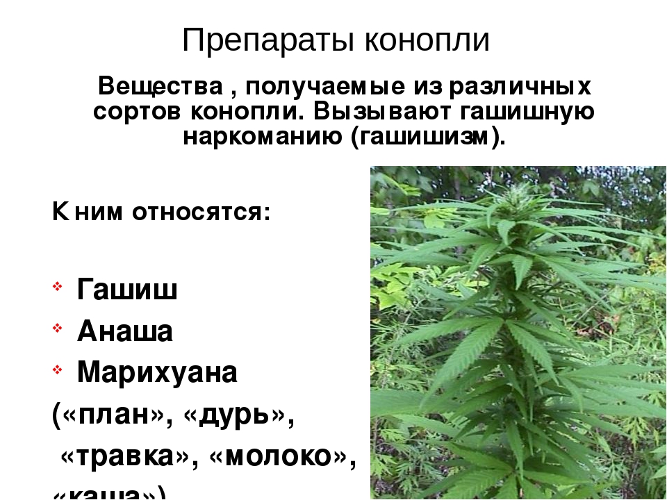 Систематическое употребление марихуаны интернет магазины семена марихуаны в россии