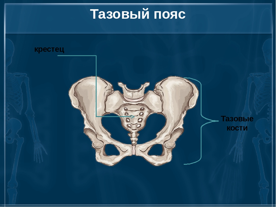 Тазовые кости скелета человека. Тазовый пояс кости таза. Скелет тазового пояса человека. Тазовая кость отдел скелета. Строение костей тазового пояса.
