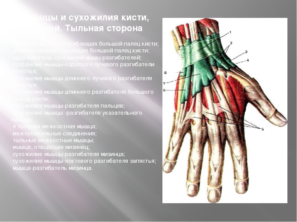 Схема сухожилий кисти руки человека