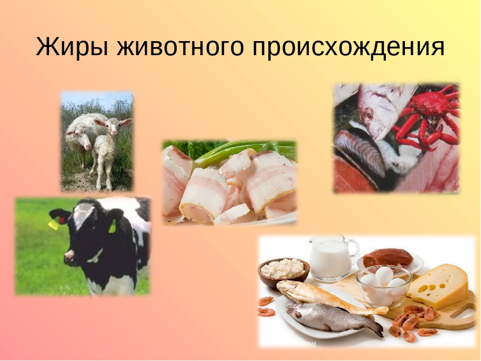 Картинки продуктов животного происхождения