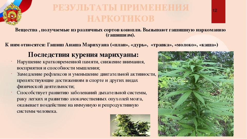 На курсе курить марихуану где в семени находится запас питательных веществ