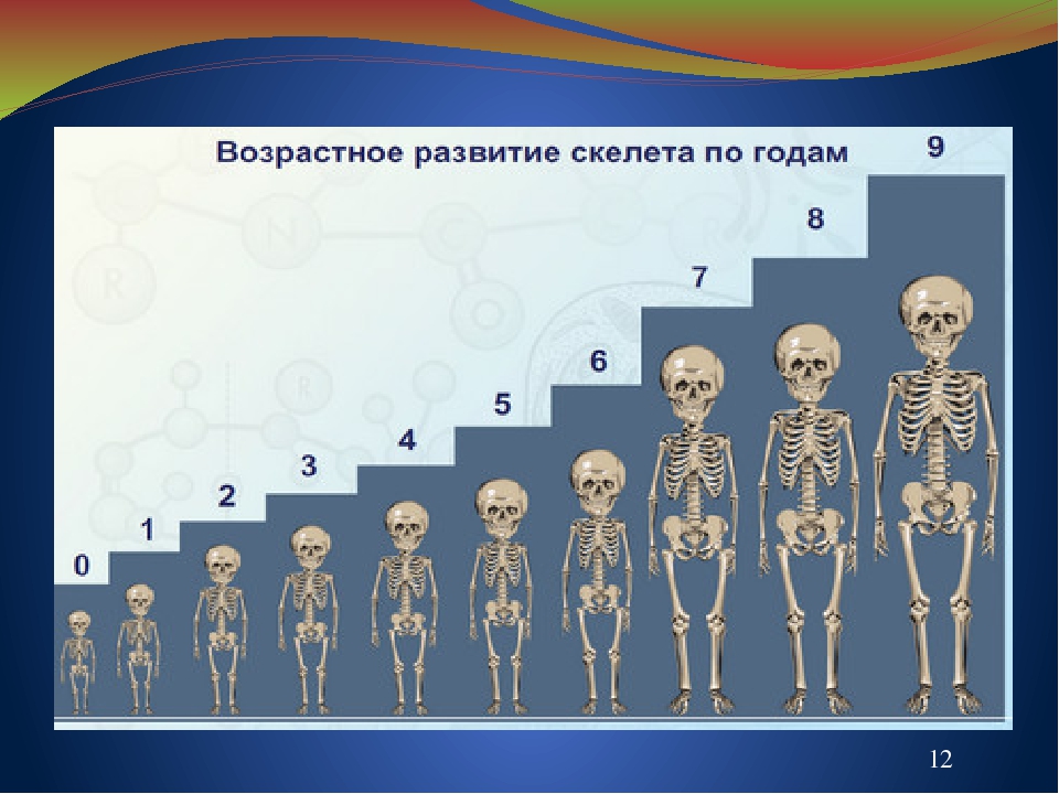 Возрастные особенности скелета презентация