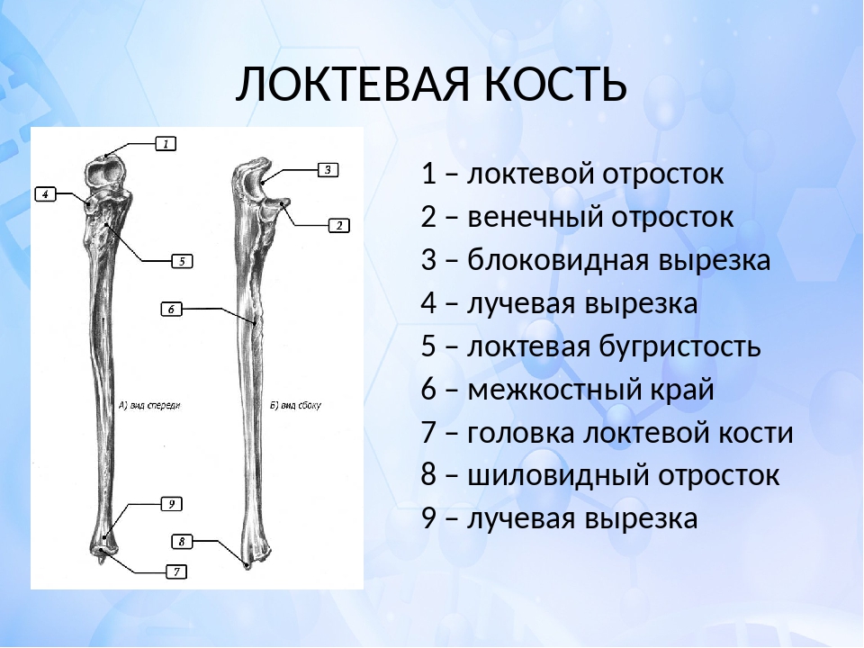 Предплечье на скелете. Локтевая и лучевая кость анатомия человека. Анатомия локтевой кости. Венечный отро ток локтевой. Строение локтевой и лучевой кости анатомия.