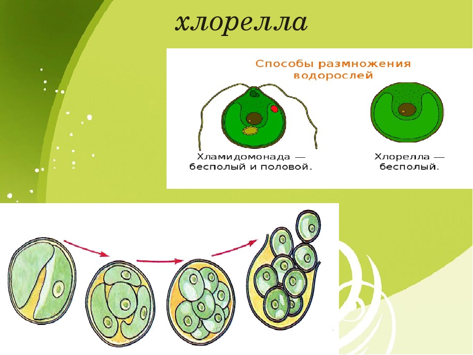 Одноклеточные водоросли биология. Хлорелла водоросль строение. Одноклеточная водоросль хлорелла. Бесполое размножение хлореллы схема. Хлорелла строение клетки.